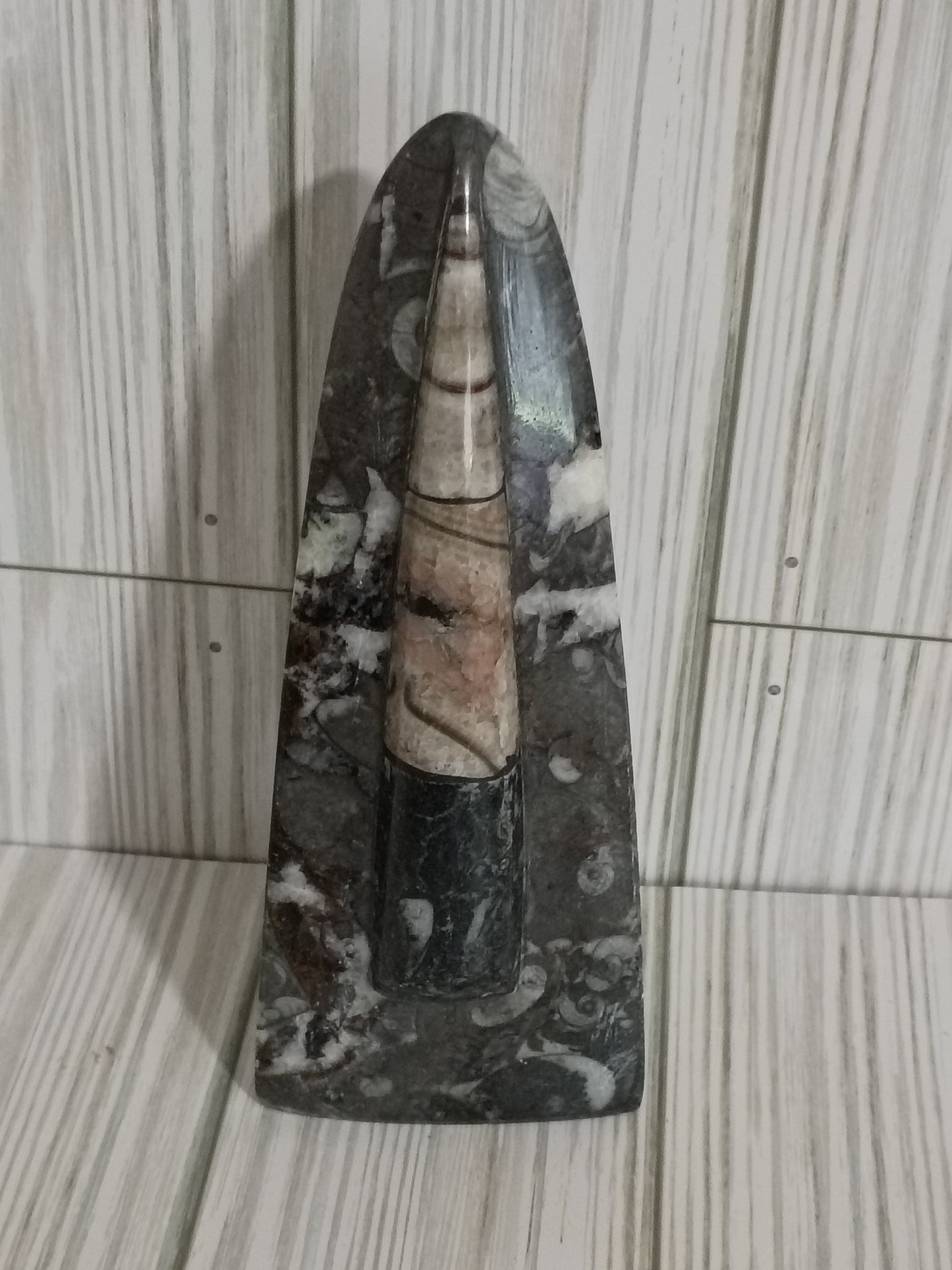 Orthoceras Fossil 272g