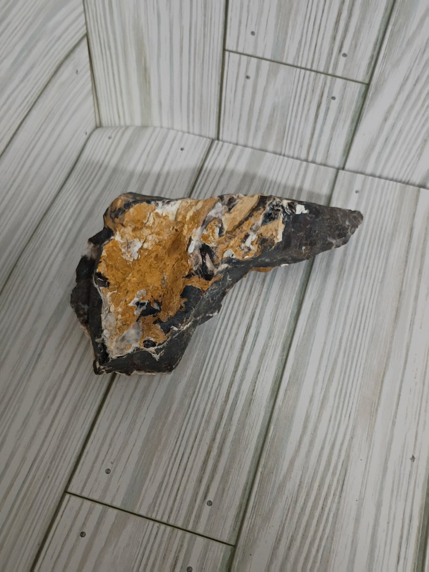 Parker Petrified Wood