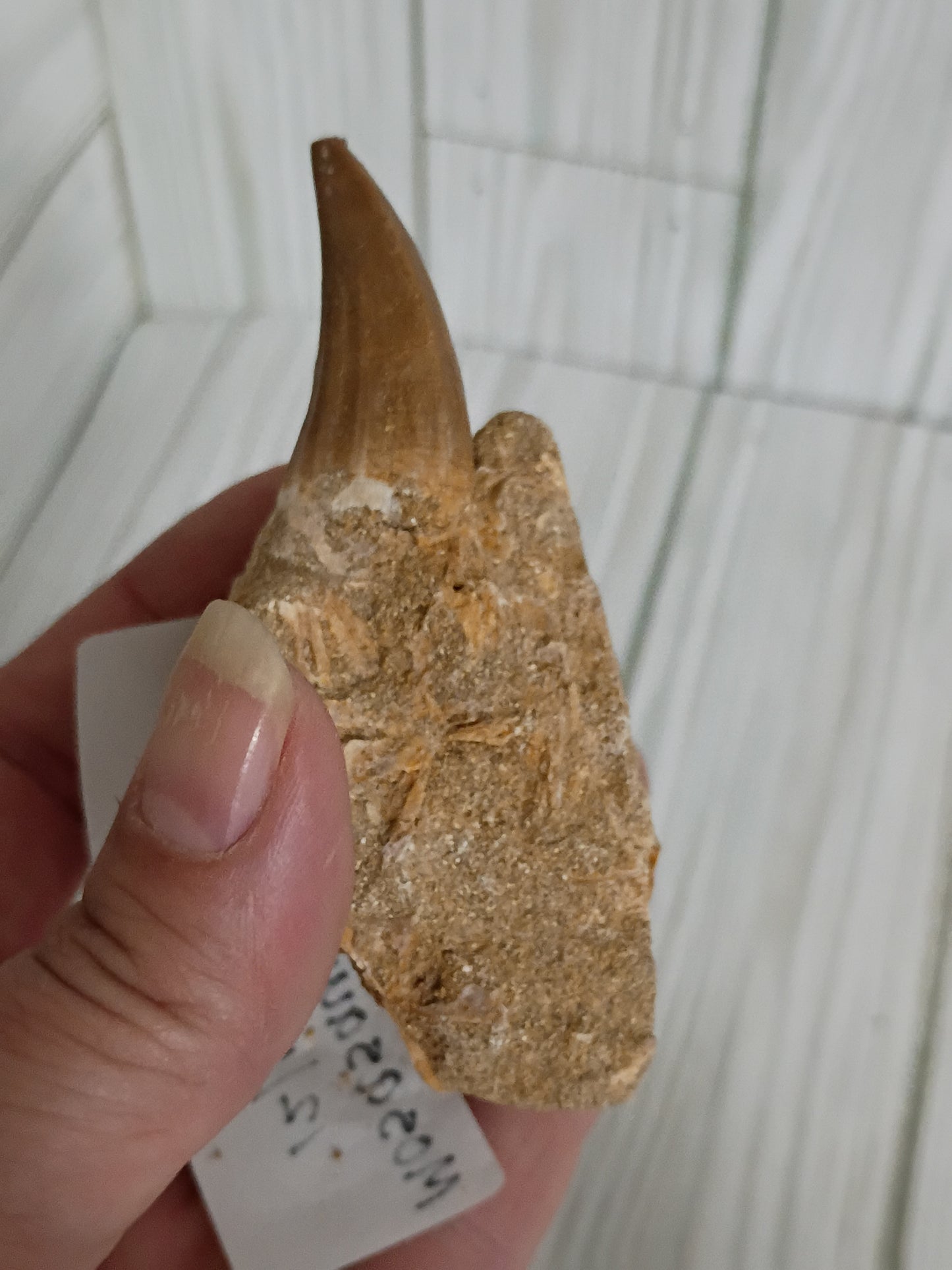 Mosasaur Tooth