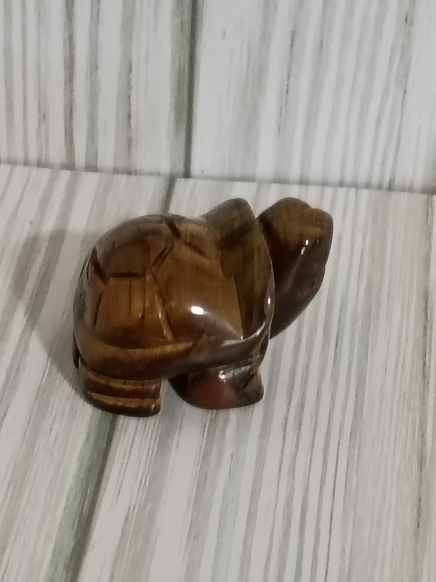 Tiger Eye Turtle