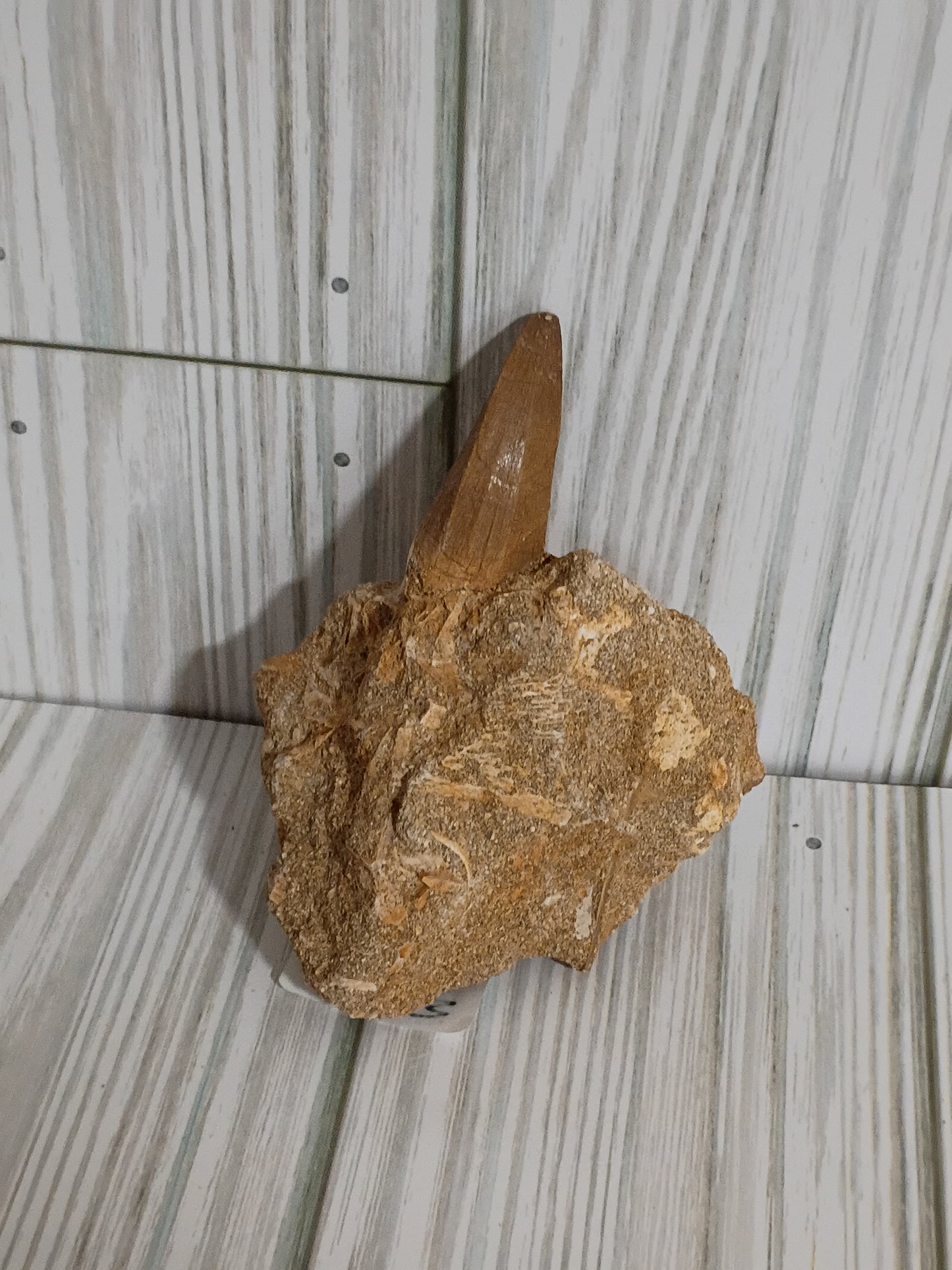 Mosasaur Tooth