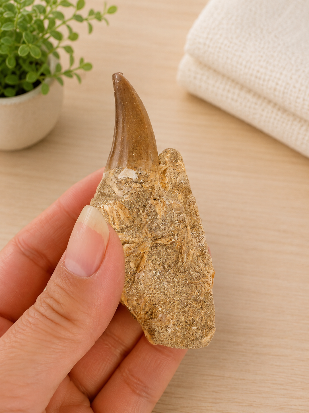 Mosasaur Tooth