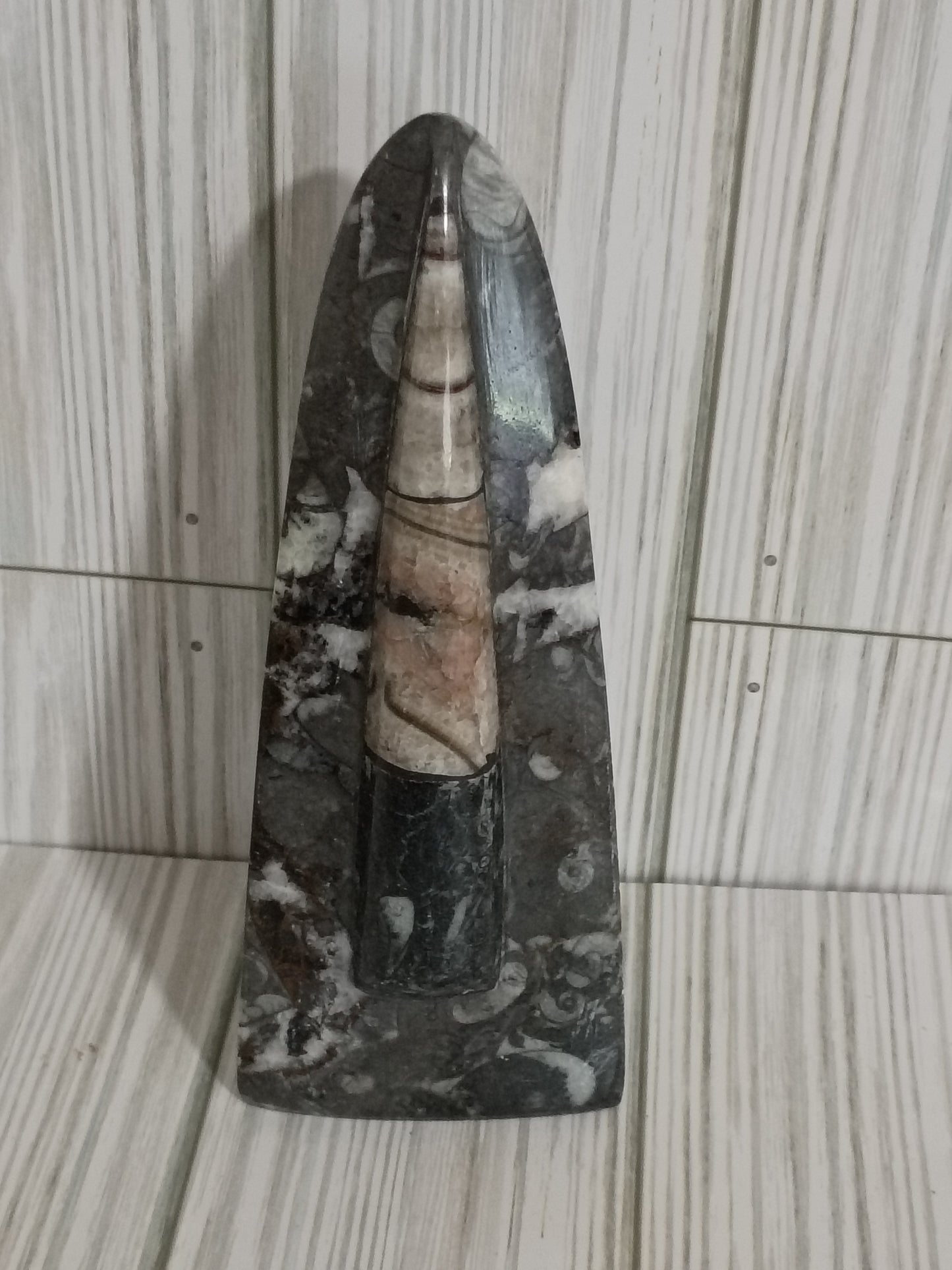 Orthoceras Fossil 272g